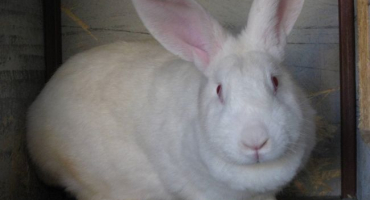 Bílý pannon: jak chovat králíky a proč jsou pozoruhodní?